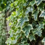 Brečtan popínavý (Hedera helix) ‘GLACIER’ - výška 20-30 cm, kont. C2L